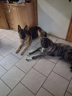 Gassigeher Hundebeschäftigung gesucht (unentgeltlich)