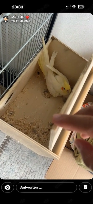 Nymphensittiche Bild 4