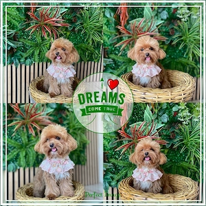Maltipoo Welpen