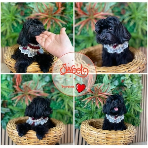 Maltipoo Welpen Bild 9