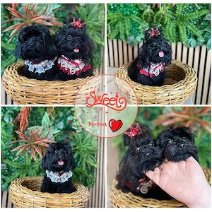 Maltipoo Welpen Bild 7