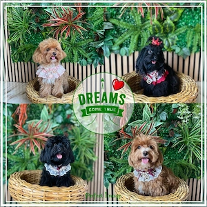 Maltipoo Welpen