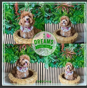 Maltipoo Welpen Bild 6