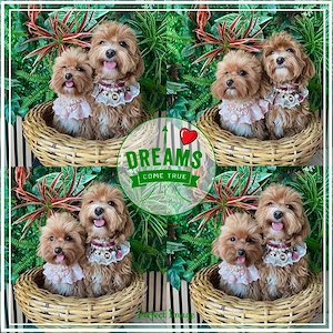 Maltipoo Welpen Bild 8