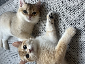 Bkh Katze(Kitte)ABHOLBEREIT Stammbaum geimpft komplett 