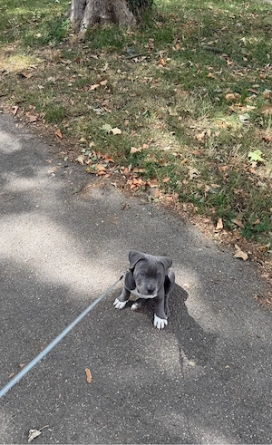 American Pocket Bully Rüde Silver Blue 14 Wochen Mit Ahnentafel Bild 5