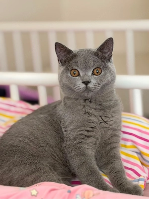 britisch kurzhaar kitten BKH Bild 2