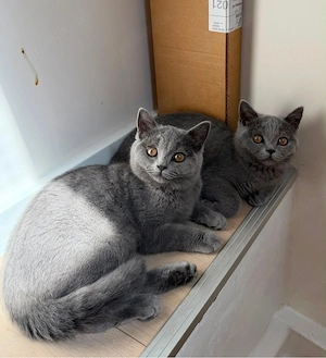britisch kurzhaar kitten BKH Bild 3