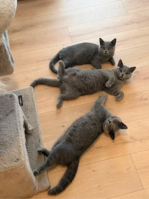 britisch kurzhaar kitten BKH Bild 4