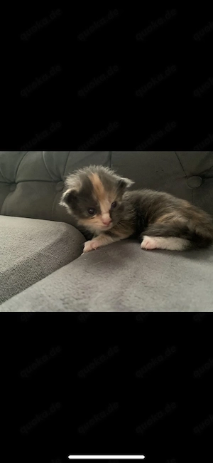 süsse xl maine coon babys 