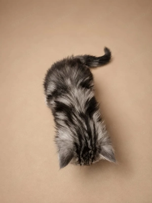Norweger Kater sucht neues Zuhause Bild 2