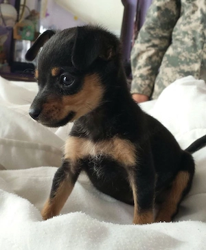 Liebevolle Chihuahua-Welpen suchen eine Familie