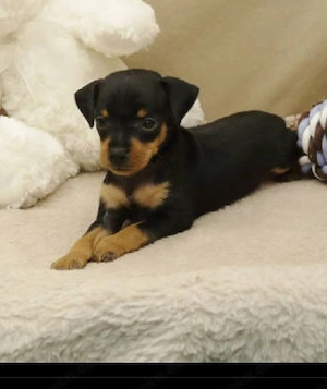 Reinrassiger Chihuahua-Welpe sucht ein Zuhause