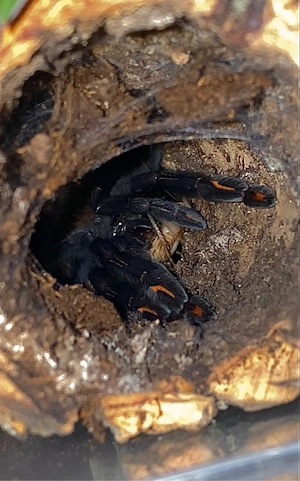 vogelspinnen 