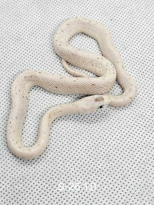 Kornnatter NZ 26,Anery Palmetto, Blizzard, Palmetto, Mandarin, Bloodred Pied sided, Anery, Classic 