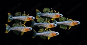 Getruds Blauaugen Pseudomugil gertrudae