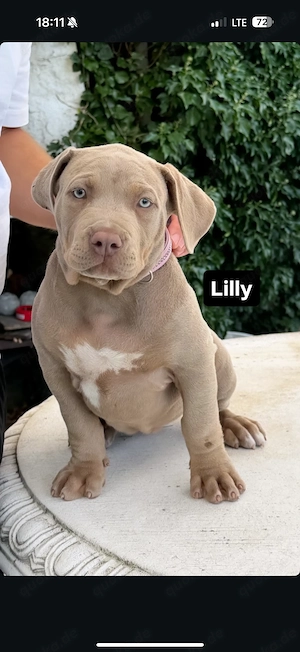 Abgabebereit American Bully XL Welpen Lilac Tricolor