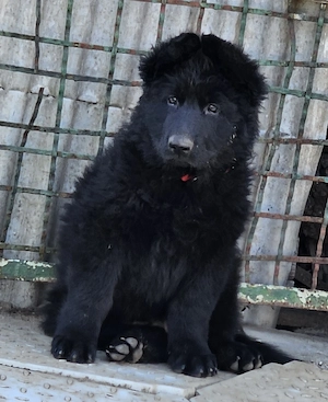 Altdeutscher Schäferhund Welpe Rüde