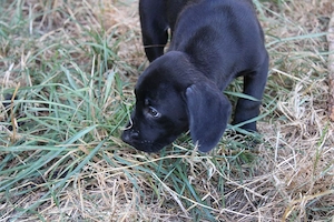 süsse kleine labrador mix hündin 