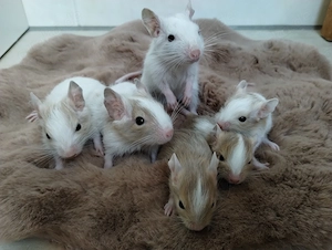 4 mega tolle Degu Buben- Kids,Lilacsuperschecke und Creme- Sandschecken suchen Zuhause im Glück