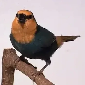Papageiamadinen