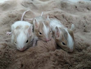 4 mega tolle Degu Buben- Kids,Lilacsuperschecke und Creme- Sandschecken suchen Zuhause im Glück