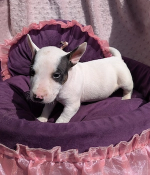 Miniatur Bullterrier (Mix) Welpen Rüden 