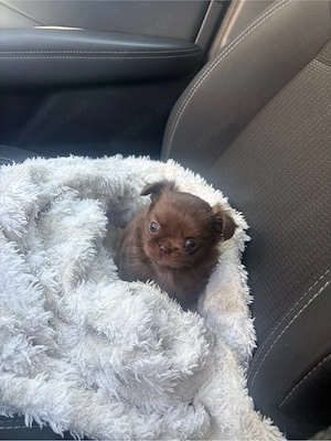 typvoller Chihuahua Welpe Bild 4