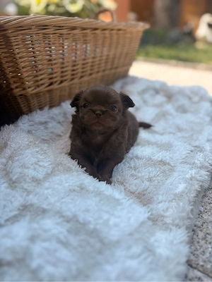 typvoller Chihuahua Welpe Bild 3