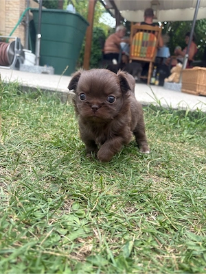 typvoller Chihuahua Welpe