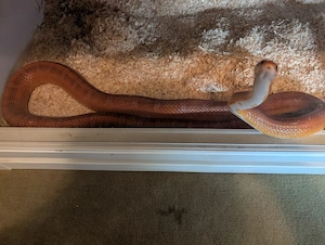 1.1 Palmetto het Scaleless Kornnatter 
