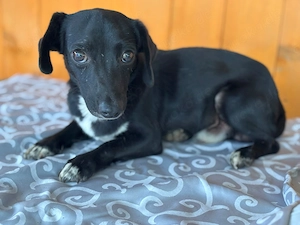 *CHARLIE* - Der kleine Hundemann sucht Menschen, die ihm zeigen, wie schön ein Hundeleben sein kann