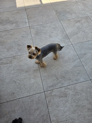 Yorkshire Terrier Deckrüde