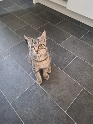 Kitten 3 Monate Europäisch Brittisch Kurzhaar