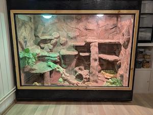 Bartagame mit Terrarium abzugeben Bild 6
