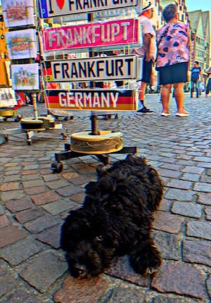 Aussiedoodle-Welpe ab sofort 
