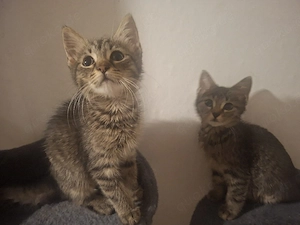 BKH kitten suchen neu Family  