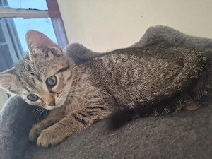 BKH mix kitten suchen neu Family  