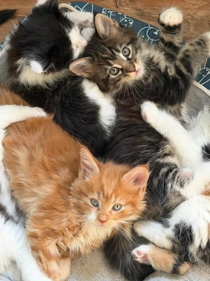 Noch 3 Maine-Coon-Kätzchen sind frei und suchen eine liebevolle Familie
