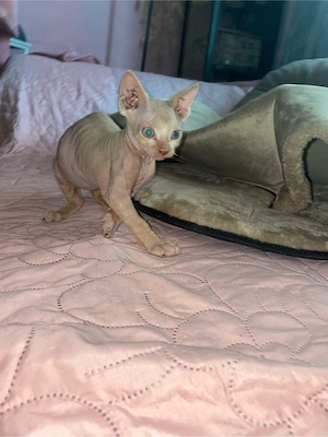 nacktkatze roter karter 