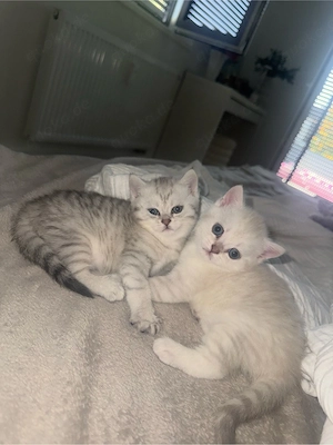 BKH Kitten 