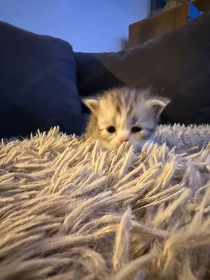 Perser Kitten 