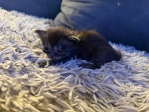 Perser  Britisch Langhaar Kitten 