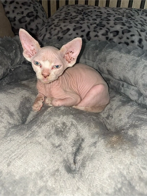 nacktkatze rot weiss 