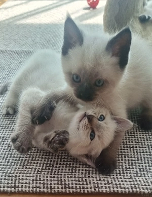 Siam blue point Mischling 