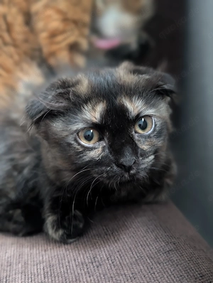 Wunderschönes, verspieltes Katzenmädchen sucht ein liebevolles Zuhause! Bild 5