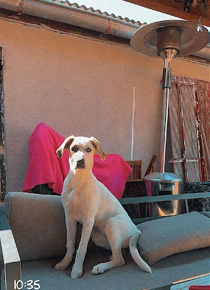 deutsche Dogge  Australien Shepherd