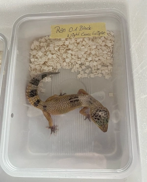 leopardgecko