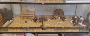 Farb Weiße Mäuse (Weibchen)