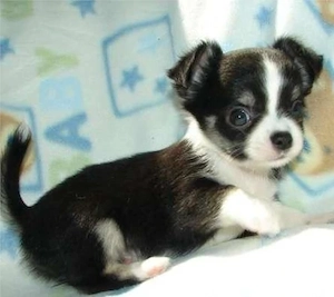 Bezauberndes Chihuahua-Mädchen (12 Wochen) sucht Traumzuhause! 